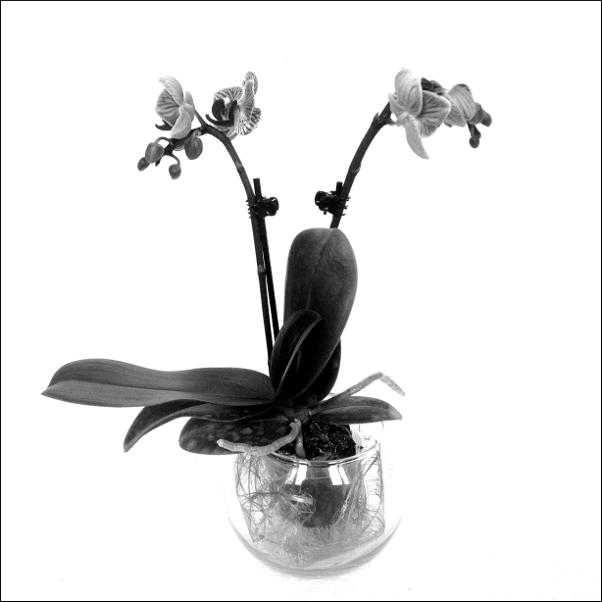 Orchidée en nuances de gris